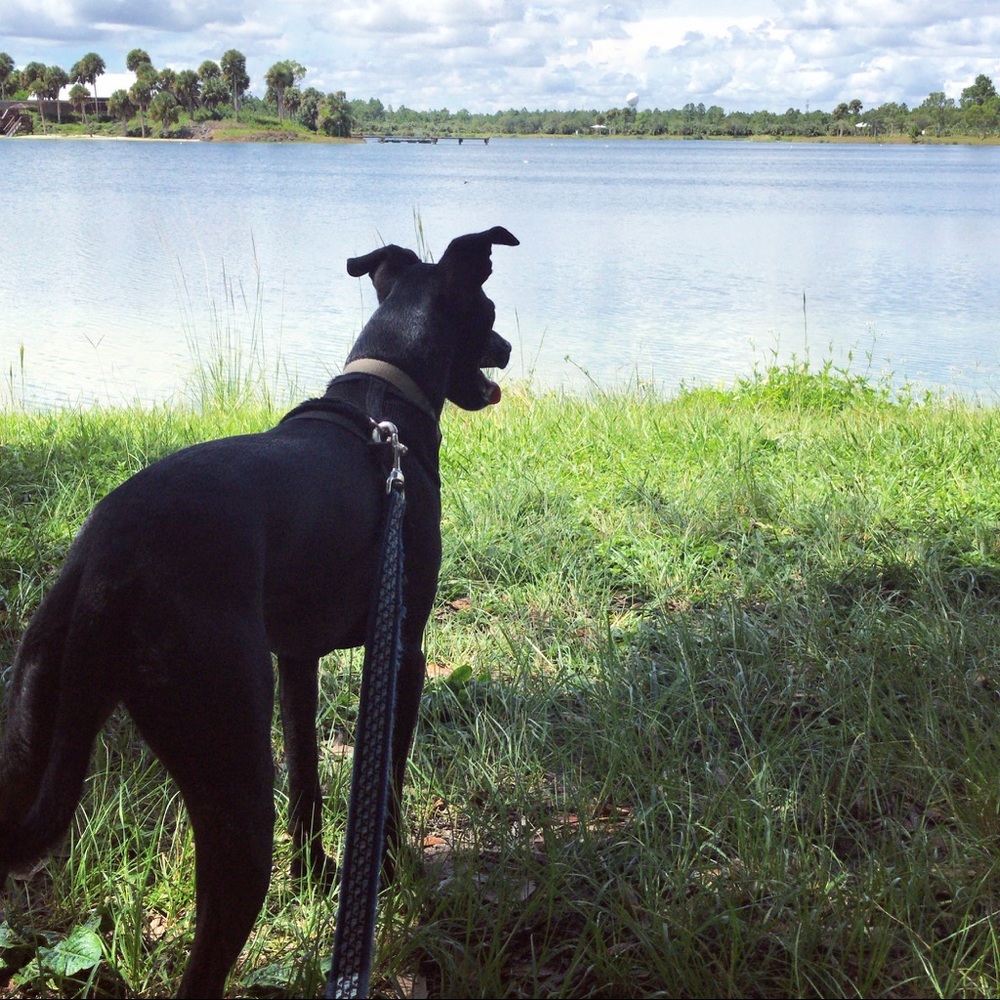 Meet your Posher, Shelby